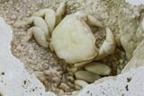 Fossil Crab (Potamon) Preserved in Travertine - Turkey #112336-4